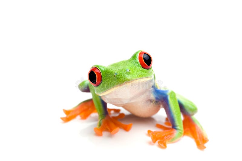 Frog closeup on white royalty free stock photos
