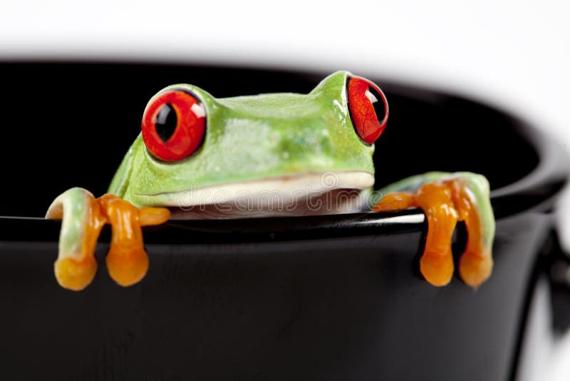 Frog on cup