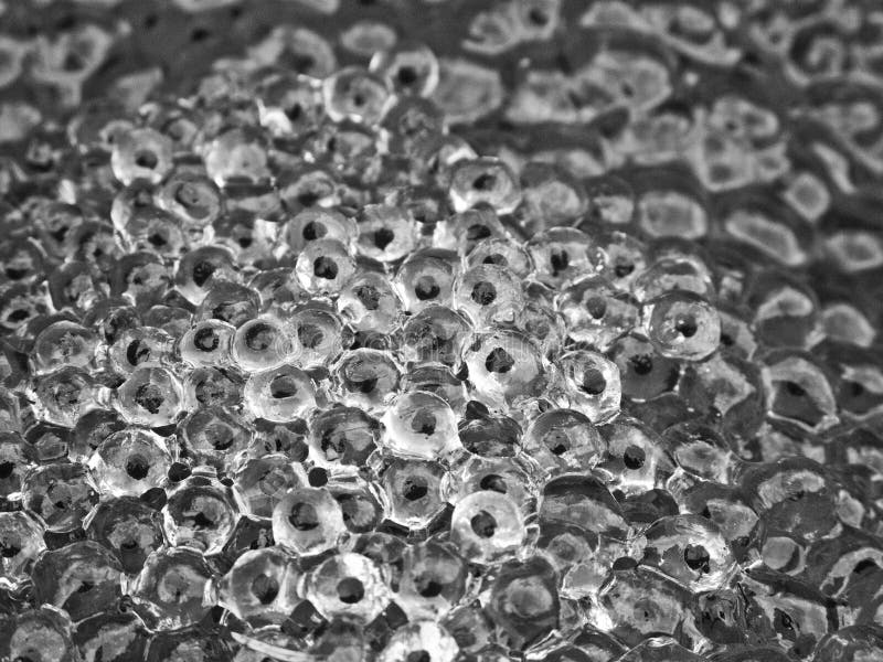 Frog eggs stock image. Image of common, mass, gelatinous 19032255