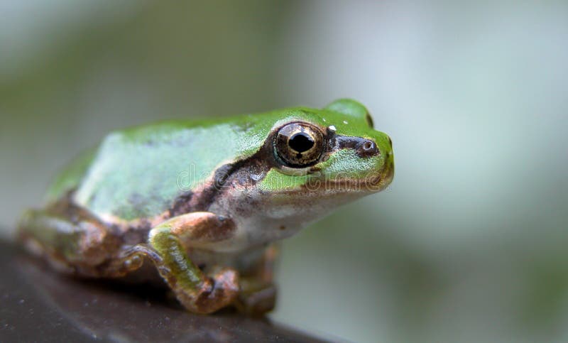 Frog eye stock image. Image of amphibian, nature, eyes, forest - 13771