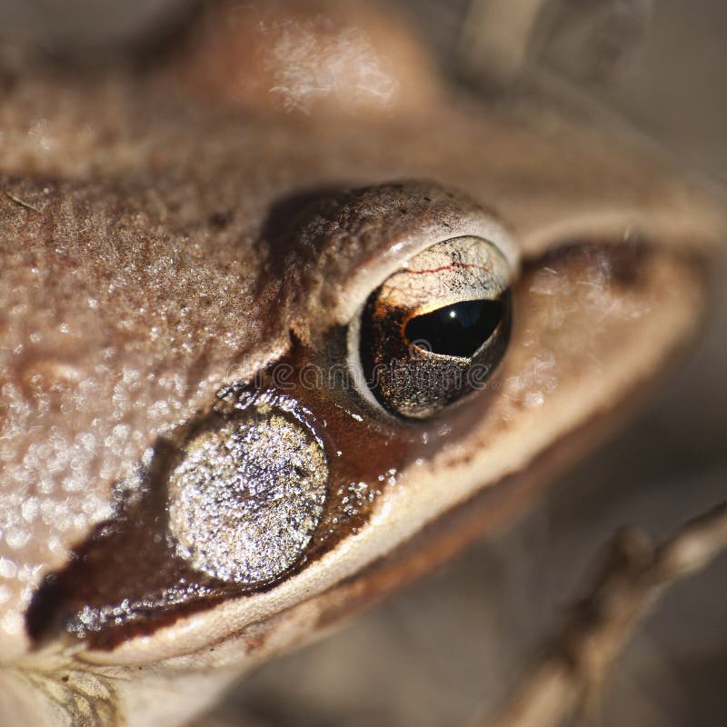 Frog - eye - detail stock photo. Image of eyed, aquatic - 22489870