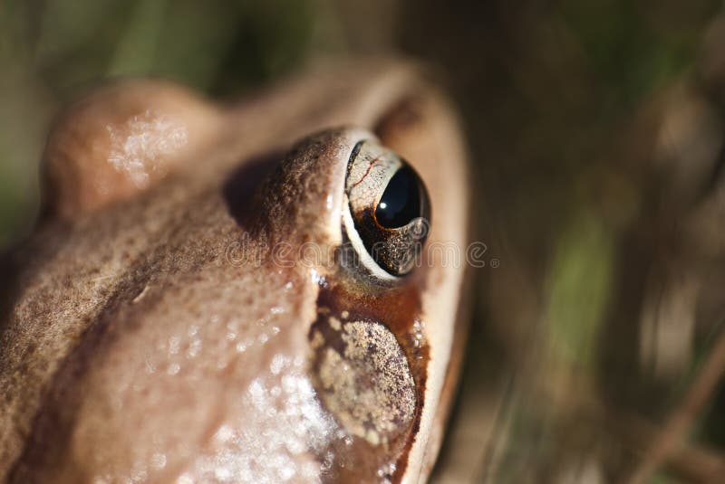 Frog - eye - detail stock image. Image of amphibians - 22489891