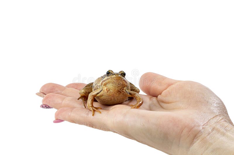 Frog Legs Hanging from Female Hand on White Isolated Stock Image - Image of  european, natural: 226908087