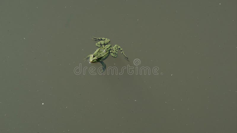 134 Frog Floating Fish Stock Photos - Free & Royalty-Free Stock Photos from  Dreamstime