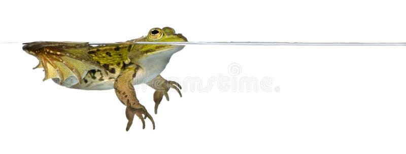 Frog floating in water against white background