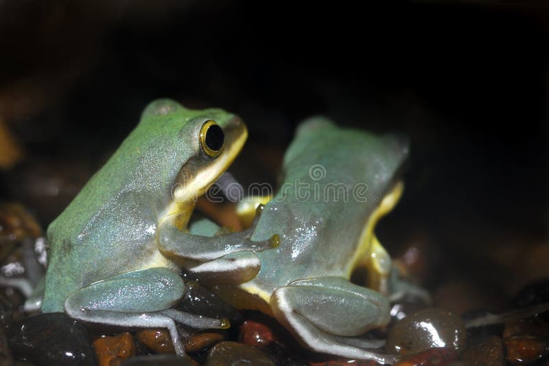 Frog Friends stock photo. Image of wildlife, amphibians 684916