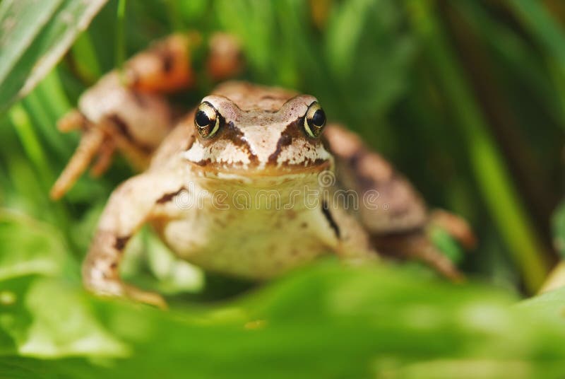 Frog In Grass Stock Photo Image Of Mouth Watching Background 14234628