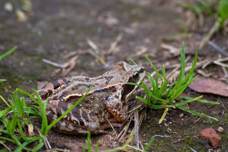 Frog in the Green Grass in the Wild Nature Stock Photo Image of
