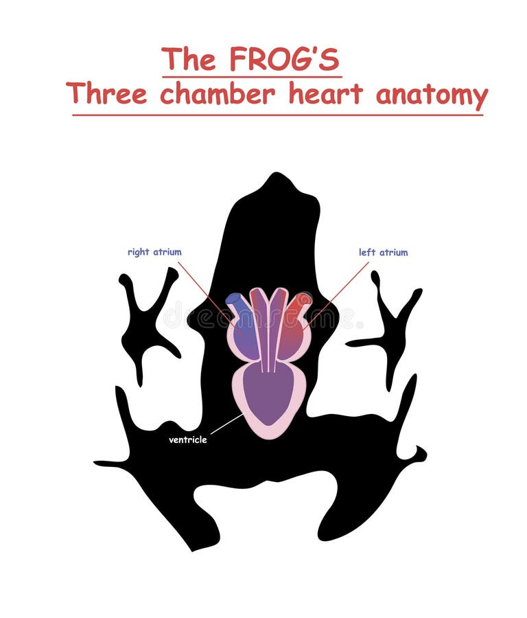 Frog Heart Anatomy Stock Illustrations – 77 Frog Heart Anatomy Stock