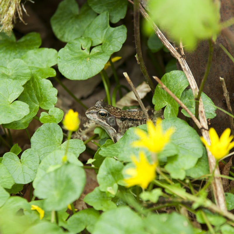 Frog hiding in some plants stock photo. Image of amphibian 55093370
