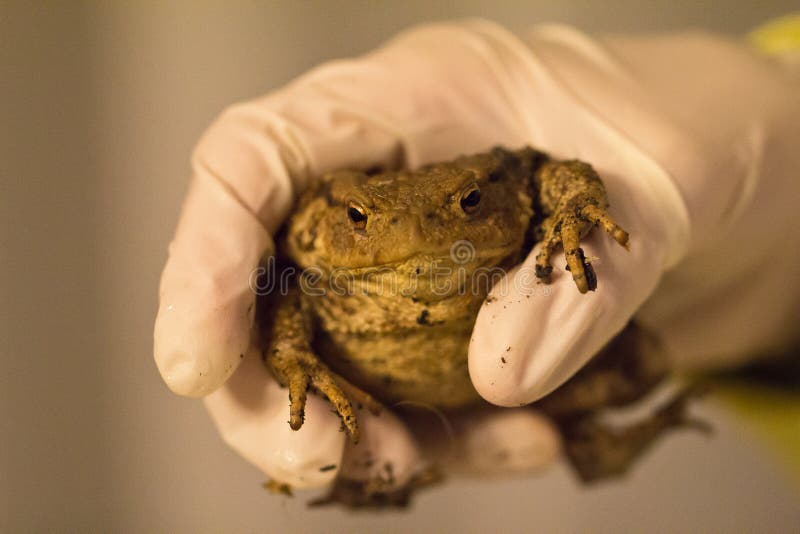 Frog stock image. Image of frog, glove, animal, wildlife 44217753