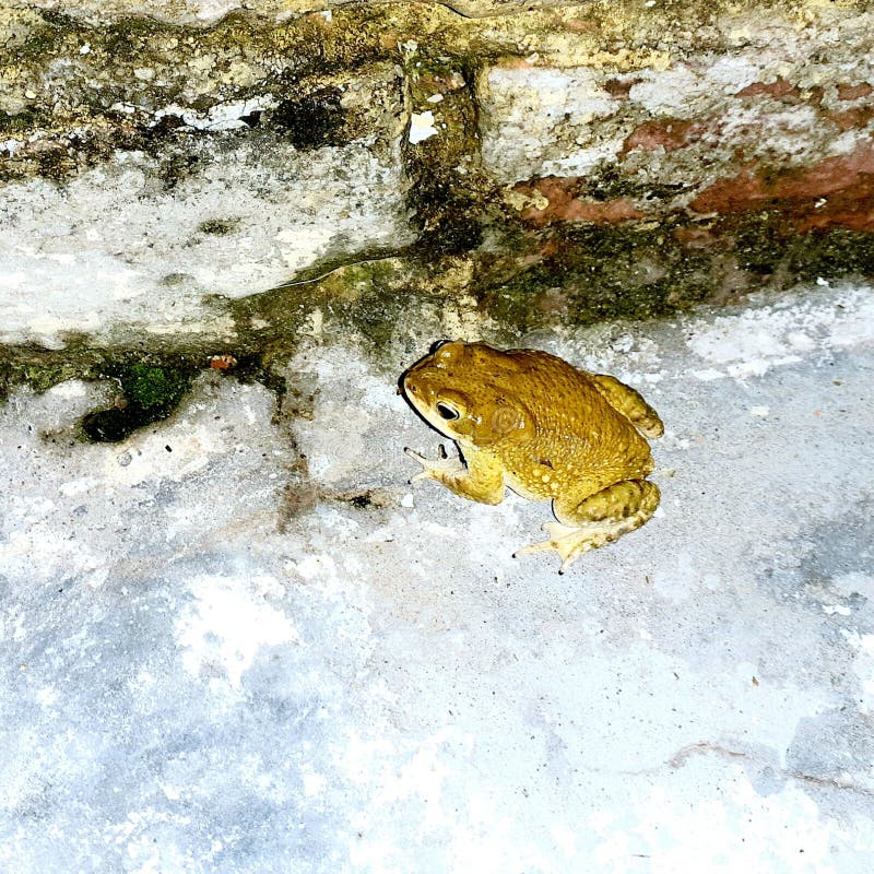 Frog and go house one stock image. Image of warm, mushroom 127823691