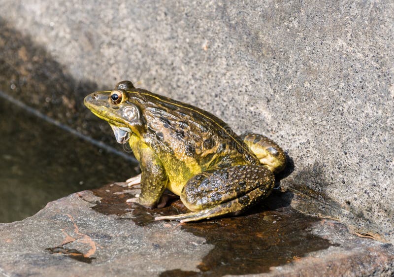 Frog isolated stock photo. Image of ecology, small, green - 73653832