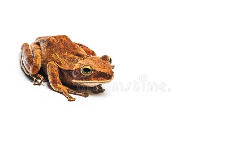 Frog Isolated on White Background Stock Image - Image of wildlife, frog