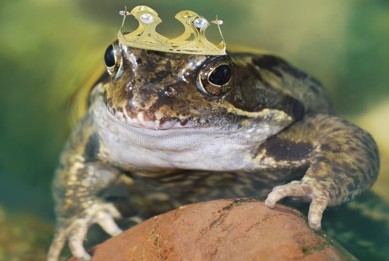 652 King Frog Stock Photos - Free & Royalty-Free Stock Photos from