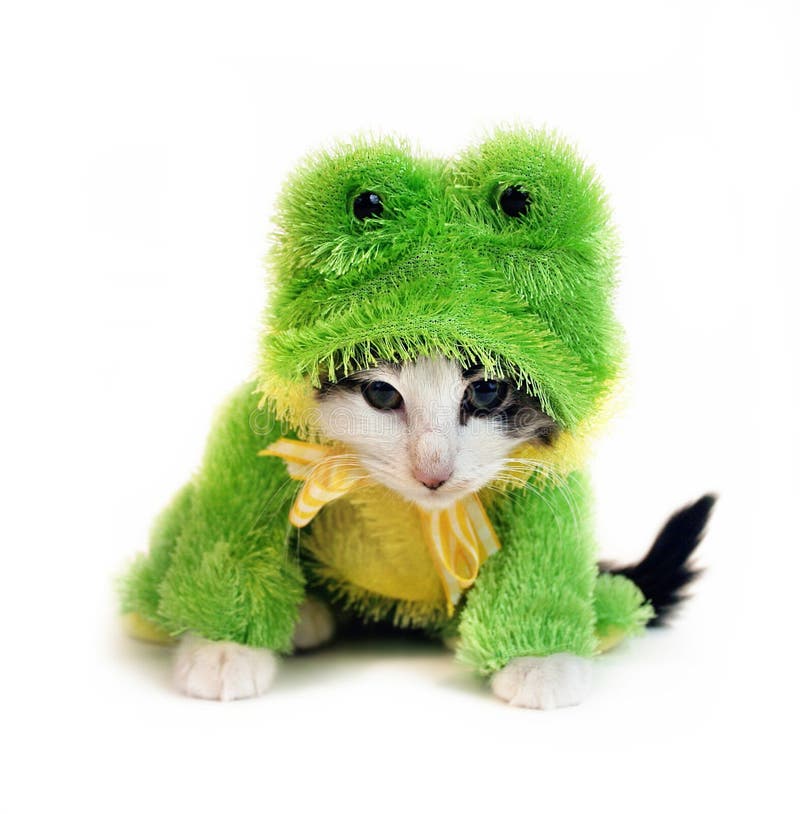 Frog kitten