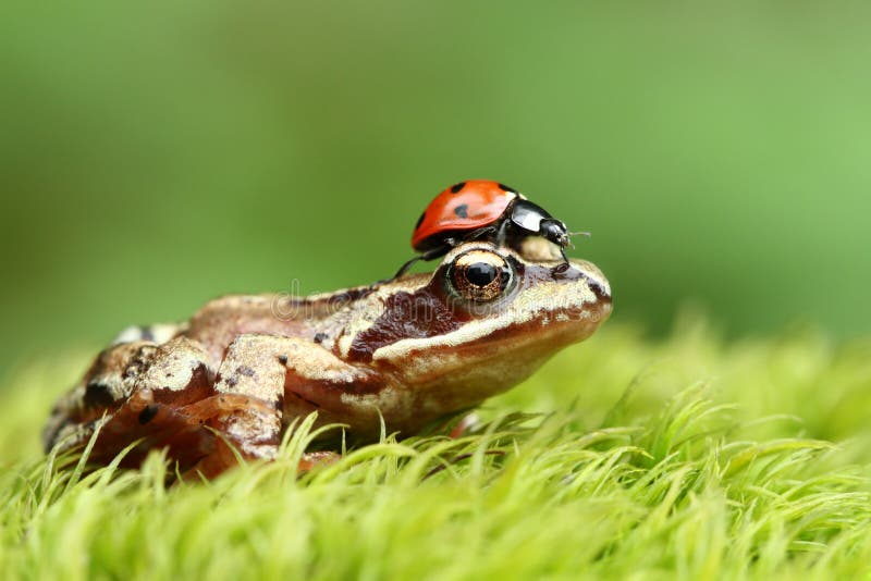 Friendship between frog and red ladybug. Friendship between frog and red ladybug