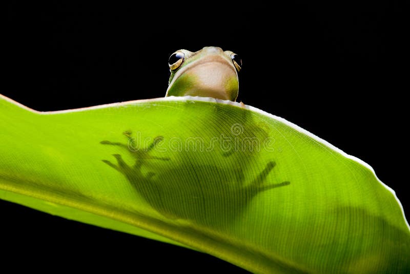 Frog on leaf