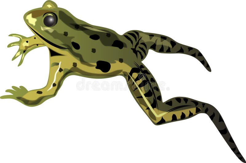 Frog Leaping Royalty Free Stock Photography Image 1029087