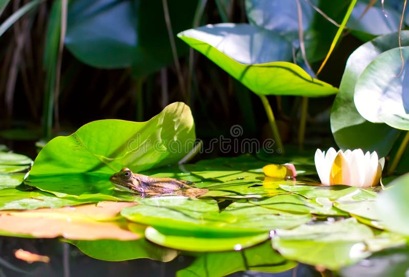 A frog and a lily stock photo. Image of lily, pond, algae 20280950