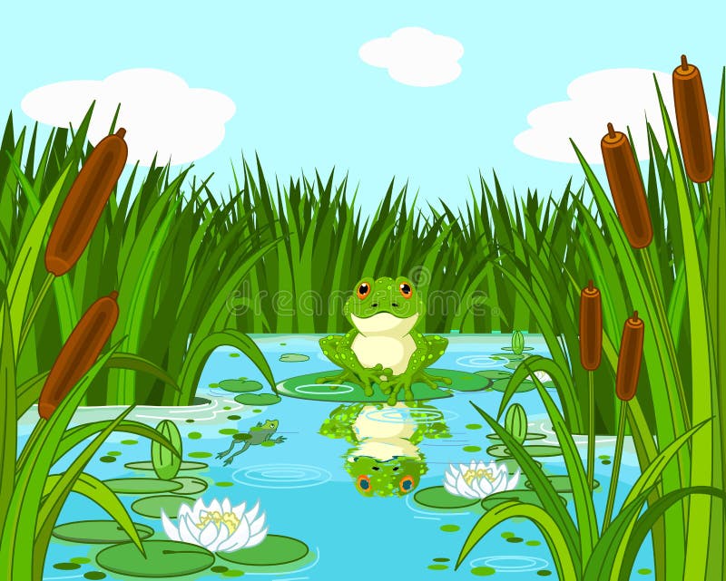 Frog on the lily