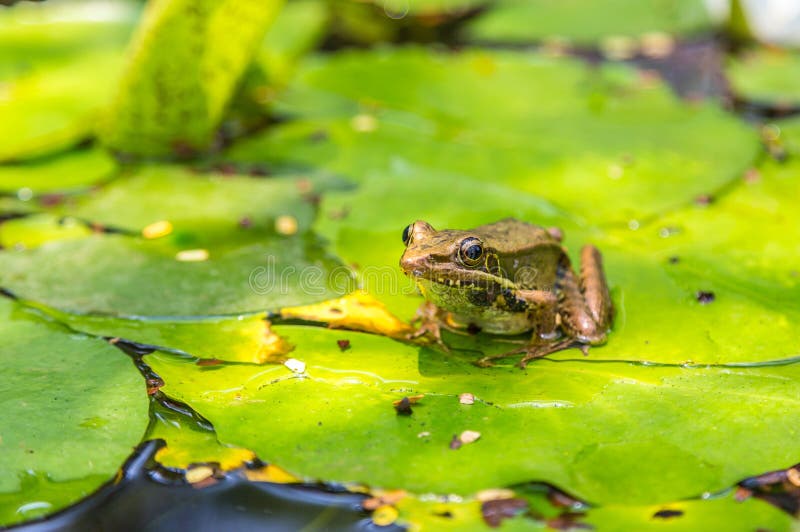 Frog on the lily leaf stock image. Image of natural 191124281