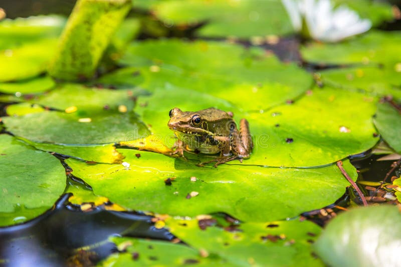 Frog on the lily leaf stock photo. Image of white, beauty 185448120