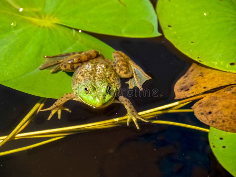 Frog on lily pad stock photos Frog on lily pad stock photos