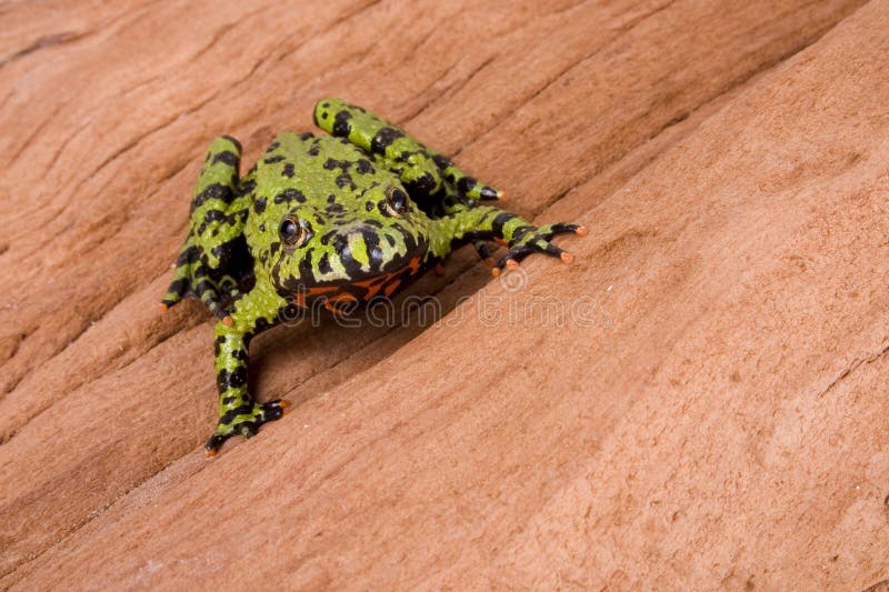 Fire Bellied Frog on a log. Log animal stock images, royalty-free photos and pictures