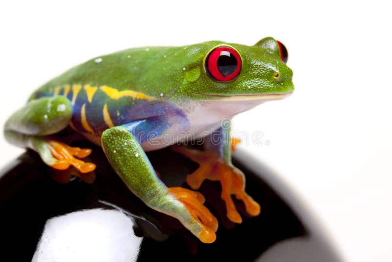 Yellow glass frog stock photo. Image of south, wildlife 19749084