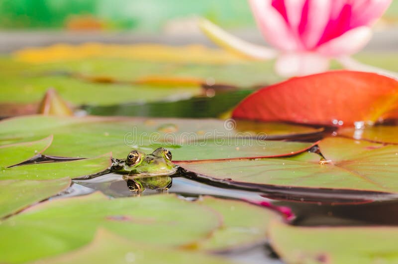 Frog. The frog looks out of water in a pond near a lily flower. Beautiful nature stock photography Frog. The frog looks out of water in a pond near a lily flower. Beautiful nature stock photography