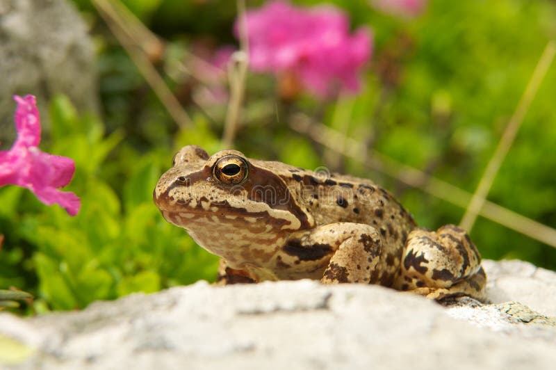 Frog macro