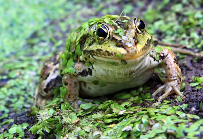 Frog in marsh