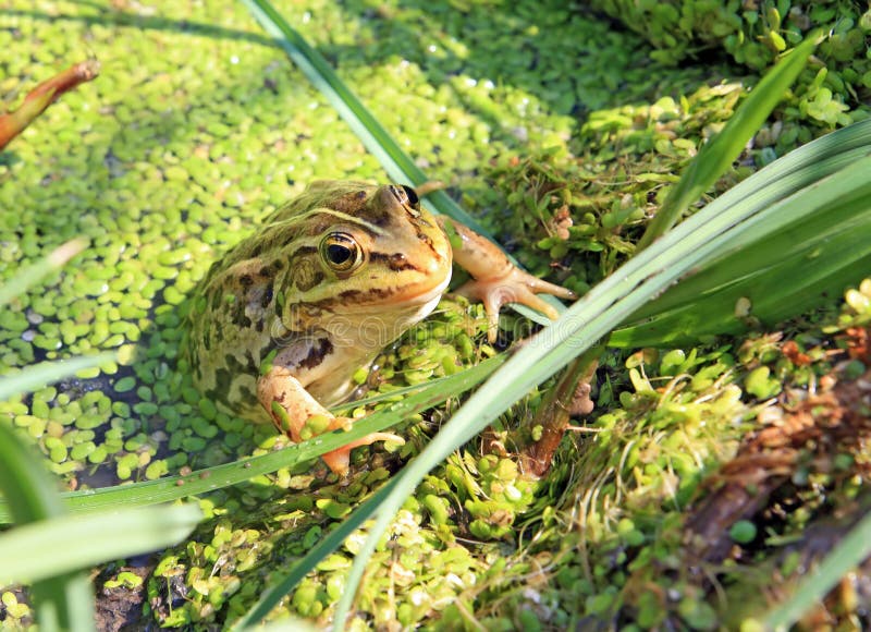 Frog in marsh