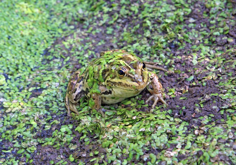 Frog in marsh