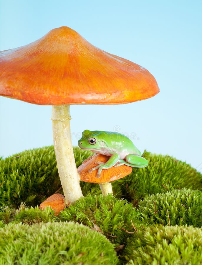 Frog on mushroom
