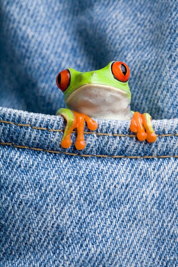 Rana guardando fuori di tasca dei jeans primo piano.