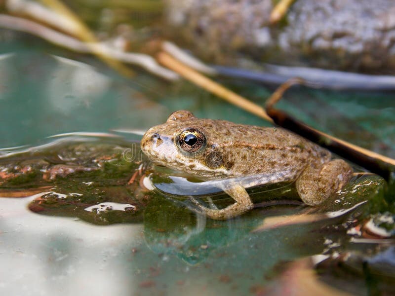 Frog royalty free stock photography Frog royalty free stock photography