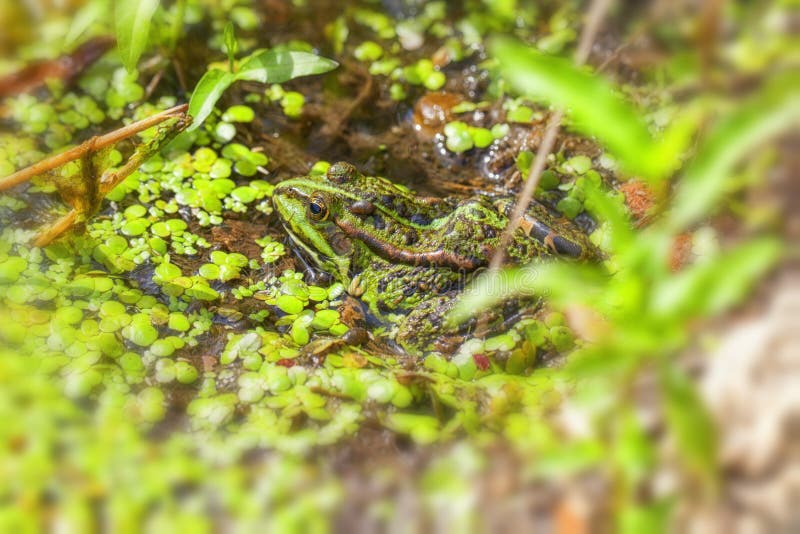 Frog Pond - swamp