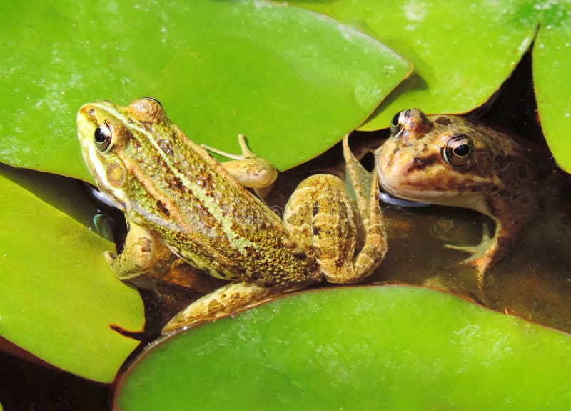 Frog pond