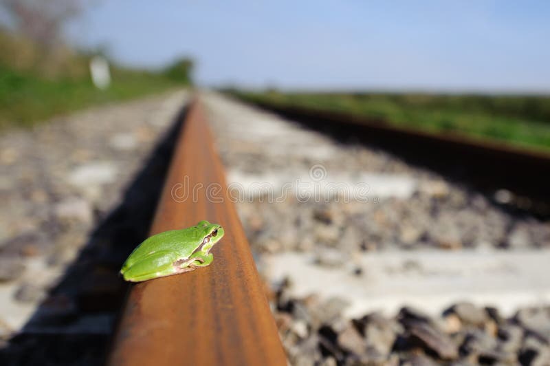 Railway Frog stock photo. Image of change, choices, crossing 20893530