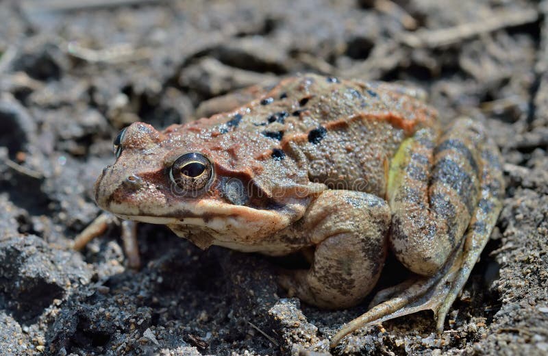 Frog (Rana dybowskii) 21