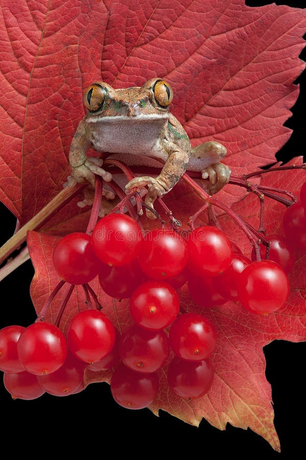 Frog in leaves stock photo. Image of horizontal, leaves 8912770