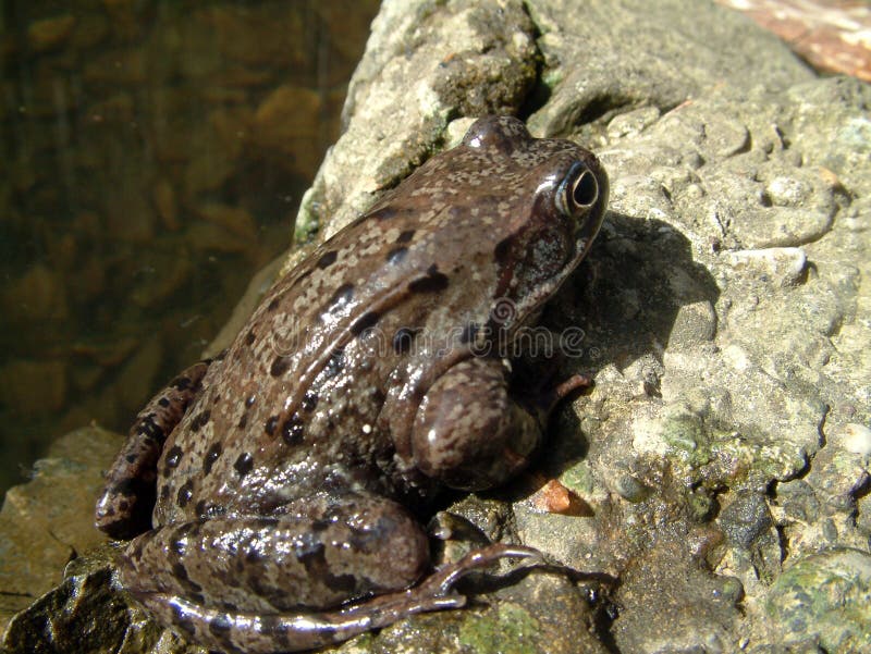 Frog on rock stock photo. Image of stone, closeup, pond - 1378338