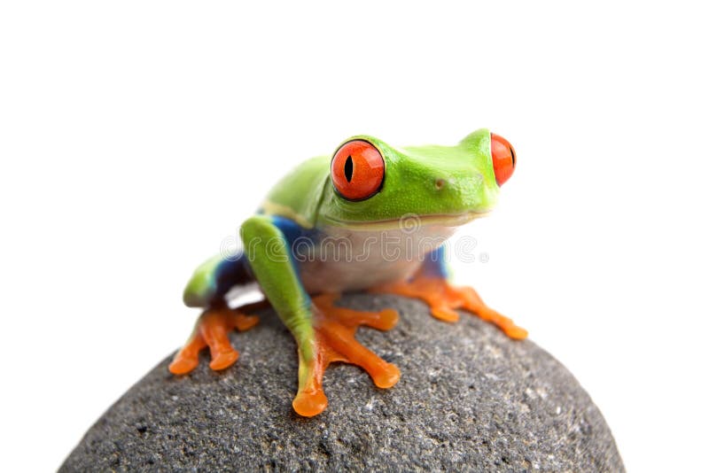 Frog on rock