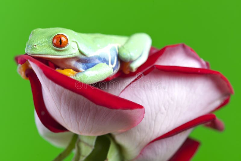 Frog on rose stock photo. Image of view, toad, bizarre 13765770