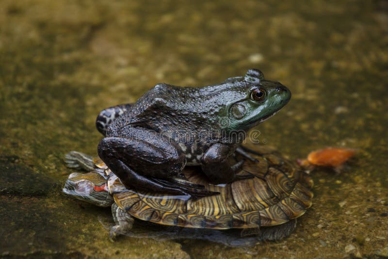 Frog sits on a turtle in a pond