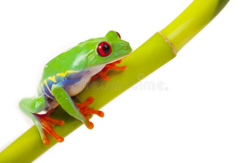 Frog sitting on Bamboo royalty free stock photo Frog sitting on Bamboo royalty free stock photo