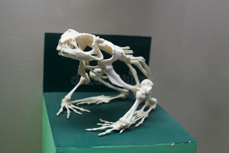 frog skeletal system skull