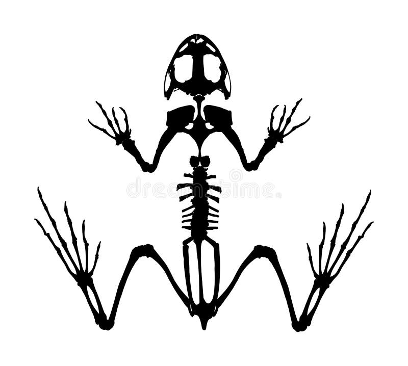 Frog Skeleton Silhouette Isolated on White Background. Animals Anatomy.  Zoology, Anatomy of Amphibian. Education Exam. Stock Illustration -  Illustration of scientific, amphibian: 168459697